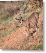 Mule Deer Of The Badlands 04 Metal Print