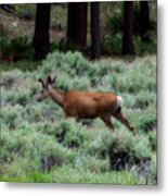 Mule Deer Walking Through Field Metal Print