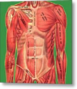 Muscle Anatomy Metal Print