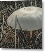 Mushroom 1 Metal Print