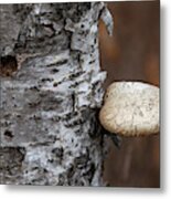 Mushroom On Birch Metal Print