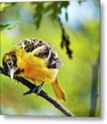 Musing Baltimore Oriole Metal Print