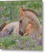 Wild Mustang Foal In The Wildflowers Metal Print