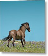 Mustang Running 1 Metal Print