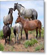 Mustangs Of The Badlands-1529 Metal Print