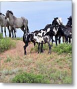 Mustangs Of The Badlands-1610 Metal Print