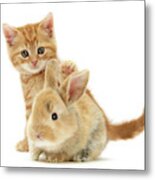 My Baby Bunny Love Metal Print