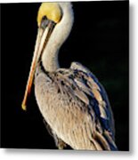 My Best Side - Brown Pelican Metal Print