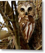 My First Northern Saw Whet Owl Metal Print