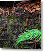 My Friend Fern Metal Print