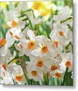 Narcissus Geranium Metal Print