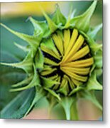 Nature Photography Sunflower #1 Metal Print