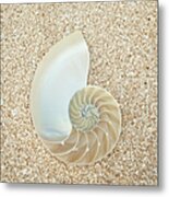 Nautilus Shell On Sand Metal Print