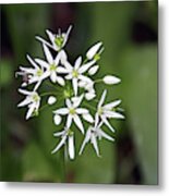 Neston. Wild Garlic. Metal Print