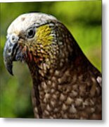 New Zealand Kaka Portrait Metal Print