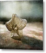 Nicandra Seed Metal Print