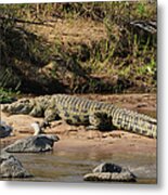 Nile Crocodile Metal Print