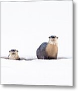North American River Otters On The Frozen River Edge. Metal Print