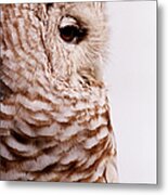 Northern Barred Owl Strix Varia Metal Print
