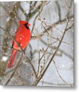 Northern Cardinal In Snow #1 Metal Print