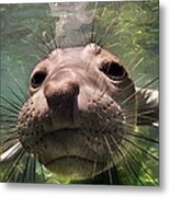 Northern Elephant Seal Metal Print