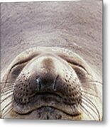 Northern Elephant Seal Mirounga Metal Print