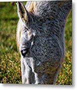 Nose Down Metal Print