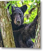 Not All Bears Are Created Equal Metal Print