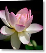 Not Your Average Waterlily Metal Print