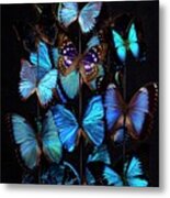 Nymphalid Butterfly Specimens Metal Print