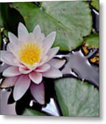 Nz Waterlily Metal Print