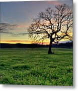 Oak Tree In A Grassy Field At Sunset Metal Print