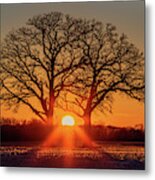 Oakhenge #1 - Ice Coated Twin Oaks And Stubble Field Backlit By Sunset Metal Print