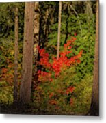 October Forest Metal Print