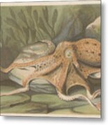 Octopus, Lithograph, Published In 1868 Metal Print