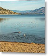 Okanagan Lake With Gulls Metal Print