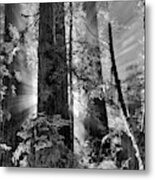 Old Growth Forest Light Black And White Metal Print