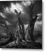 Old Tree Metal Print