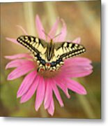 Old World Swallowtail Metal Print