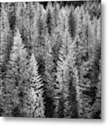 One Of Many Alp Trees Metal Print