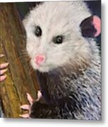Opossum Unsung Hera Metal Print