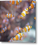 Orange Clown Fish In Water Metal Print
