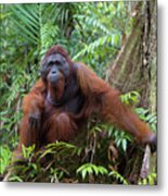 Orangutan In The Rainforest Metal Print
