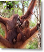 Orangutan Mother Feeding Baby Metal Print