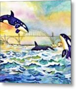 Orcas In Yaquina Bay Metal Print