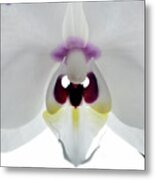 Orchid Eyes. Metal Print