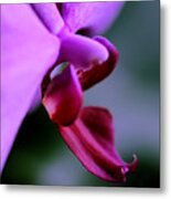 Orchid Jewel Metal Print