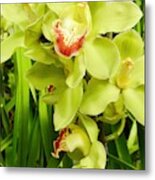 Green Cymbidium Orchids Iii Metal Print