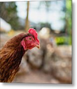 Organic Chickens In Their Corral. Metal Print