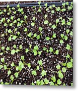 Organic Plants Sprouting Out Of The Soil Metal Print